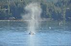 'Sopro' de baleia quase acerta pássaro, em passeio de barco em Telegraph Cove, na Vancouver Island, na Columbia Britânica, costa oeste do Canadá